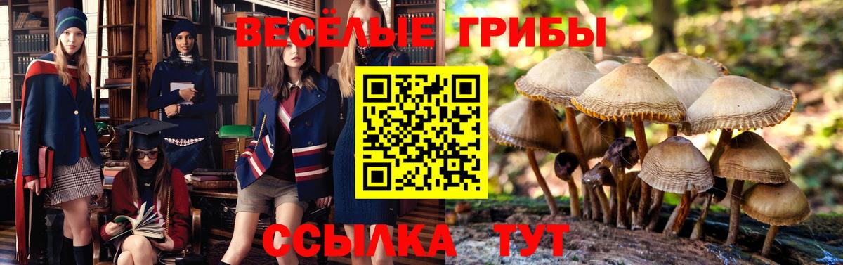 Галлюциногенные грибы Cubensis Нижний Новгород